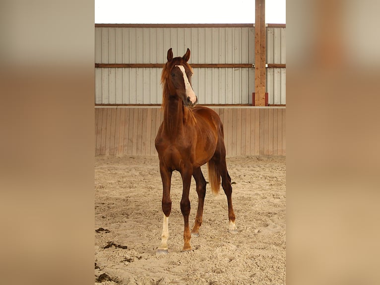 Deutsches Sportpferd Hengst 1 Jahr Dunkelfuchs in Feldatal