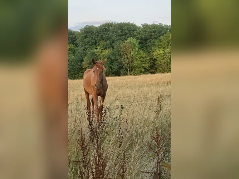 Deutsches Sportpferd Hengst 1 Jahr Fuchs in Burgen