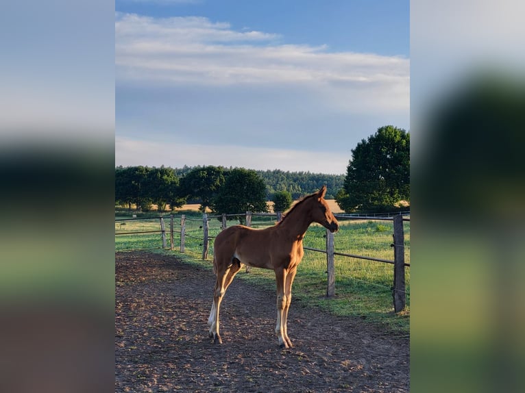 Deutsches Sportpferd Hengst 1 Jahr Fuchs in Malchow