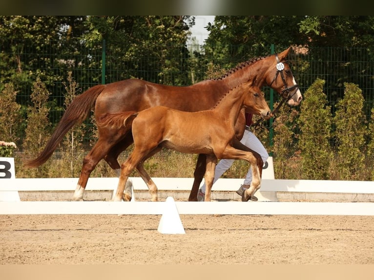 Deutsches Sportpferd Hengst 1 Jahr Fuchs in Potsdam