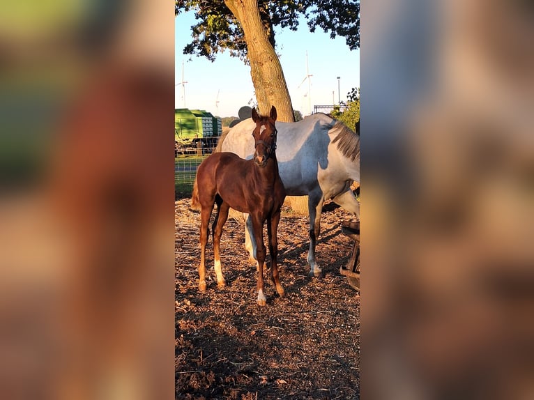 Deutsches Sportpferd Hengst 1 Jahr Fuchs in Karstädt OT Blüthen
