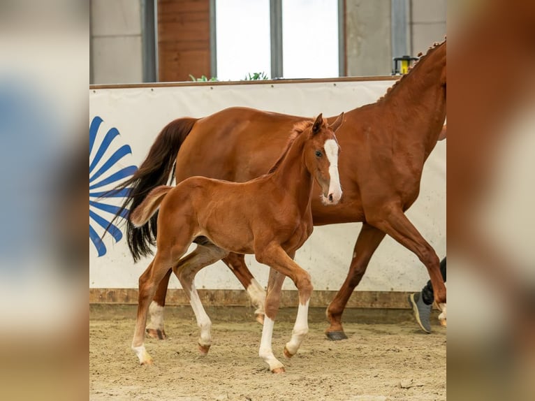 Deutsches Sportpferd Hengst 1 Jahr Fuchs in Leuna OT Zweimen