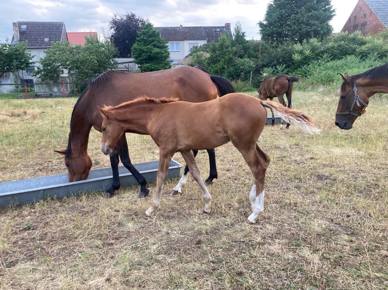 Deutsches Sportpferd Hengst 1 Jahr Fuchs in Rhinow