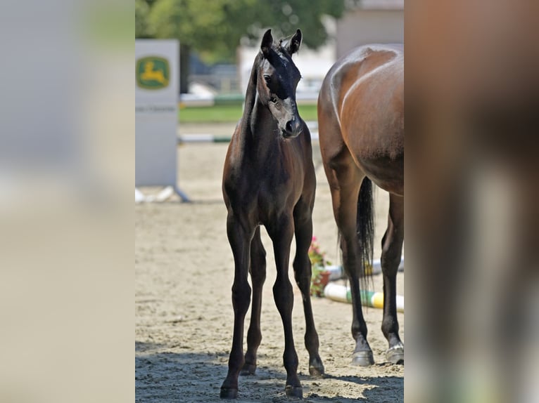 Deutsches Sportpferd Hengst 1 Jahr Kann Schimmel werden in Homburg