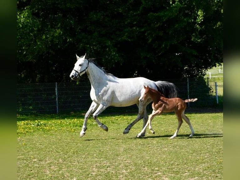 Deutsches Sportpferd Hengst 1 Jahr Kann Schimmel werden in Bretten
