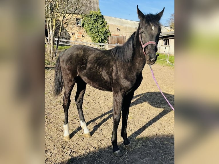 Deutsches Sportpferd Hengst 1 Jahr Rappe in Klipphausen