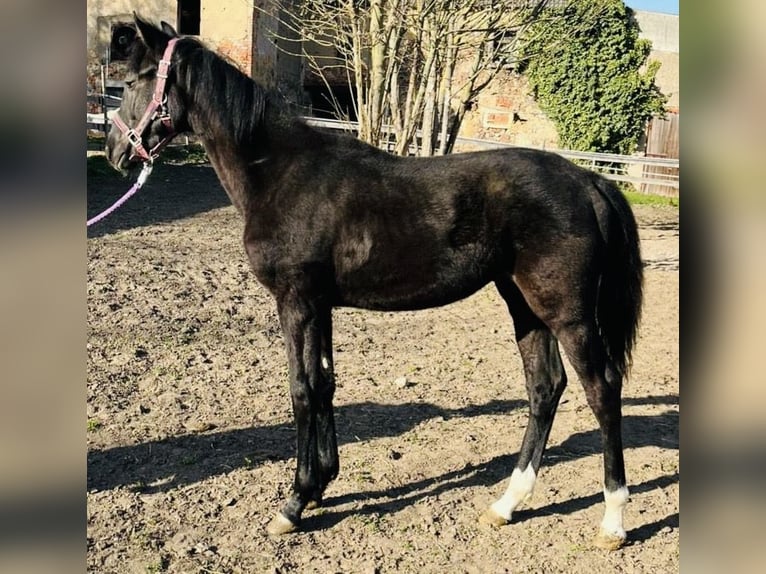 Deutsches Sportpferd Hengst 1 Jahr Rappe in Klipphausen