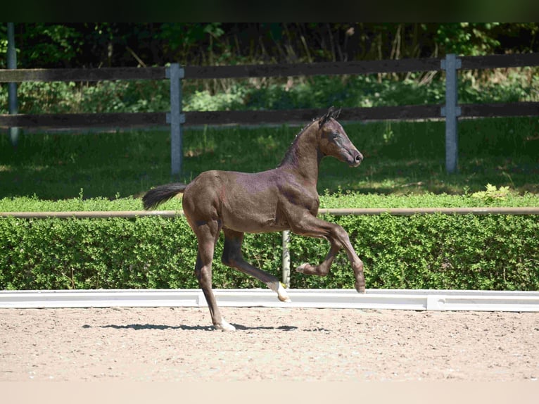 Deutsches Sportpferd Hengst 1 Jahr Rappe in Goldbeck