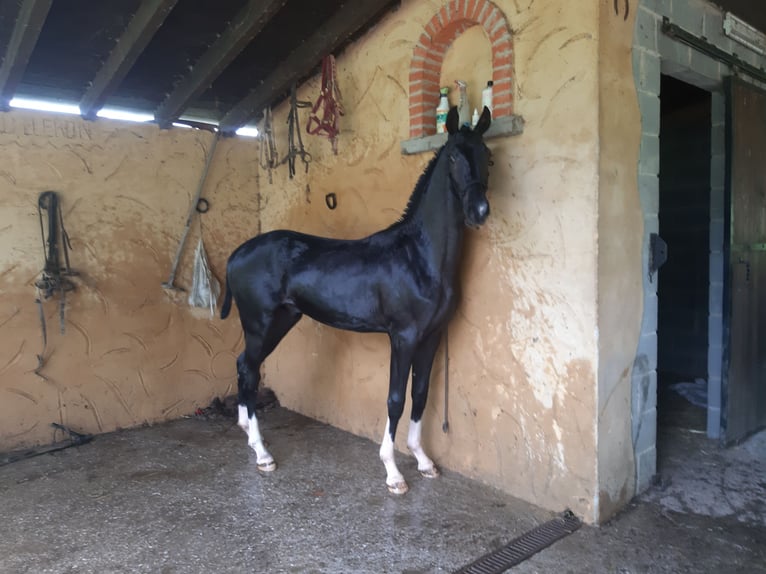 Deutsches Sportpferd Hengst 1 Jahr Rappe in La sierra Pola De Laviana)  Asturias