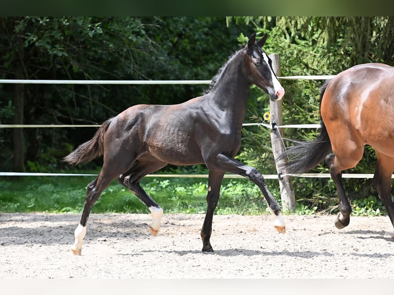 Deutsches Sportpferd Hengst 1 Jahr Rappe in Niederstetten