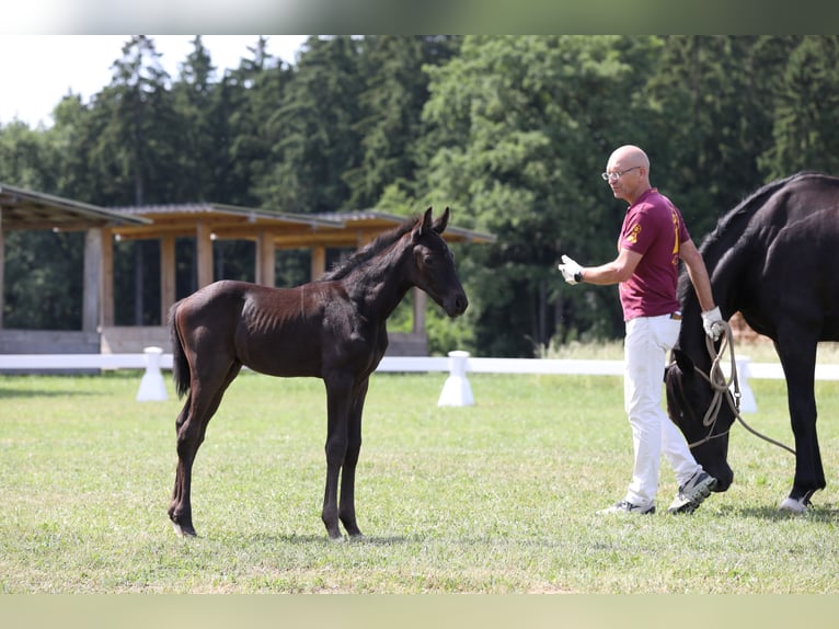 Deutsches Sportpferd Hengst 1 Jahr Schwarzbrauner in Postmünster