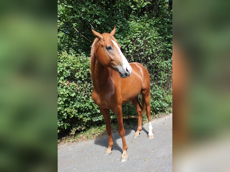 Deutsches Sportpferd Hengst 2 Jahre 155 cm Fuchs in Lauda-Königshofen