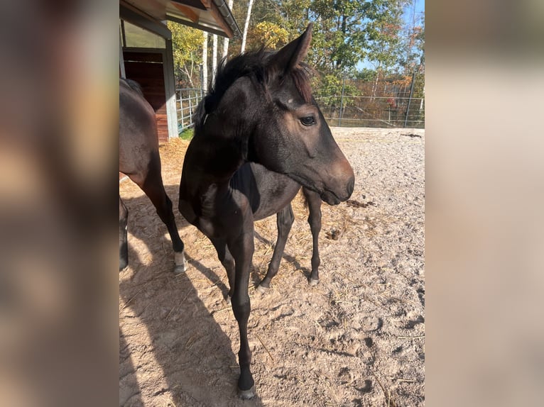 Deutsches Sportpferd Hengst 2 Jahre 156 cm Kann Schimmel werden in Spremberg