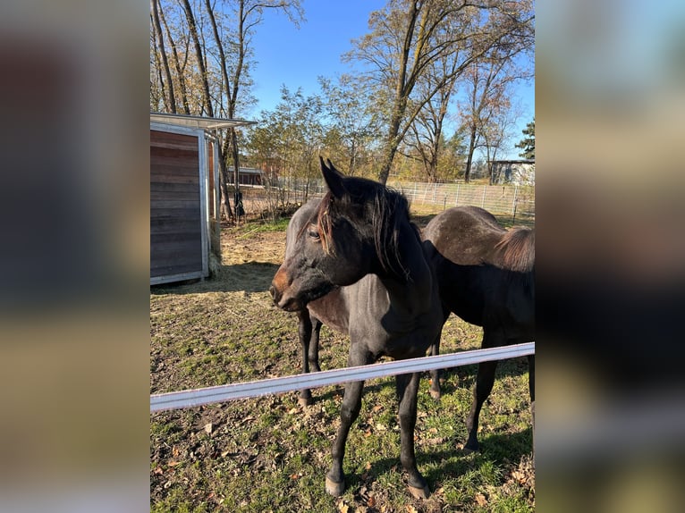 Deutsches Sportpferd Hengst 2 Jahre 156 cm Kann Schimmel werden in Spremberg