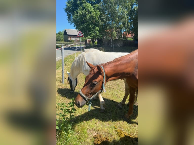 Deutsches Sportpferd Hengst 2 Jahre 158 cm Fuchs in Cavertitz