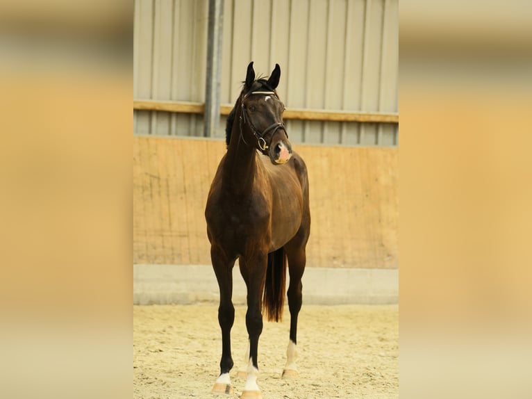 Deutsches Sportpferd Hengst 2 Jahre 160 cm Dunkelbrauner in Korbußen