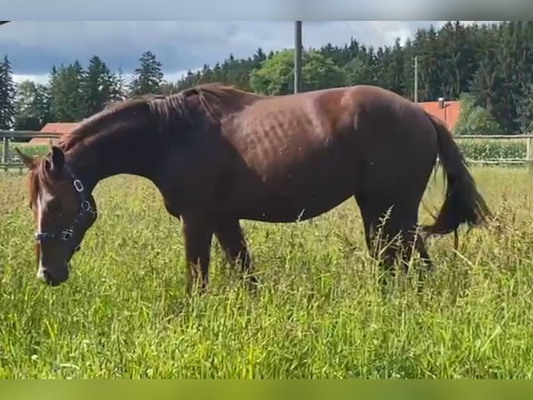 Deutsches Sportpferd Hengst 2 Jahre 160 cm Dunkelfuchs in Olching
