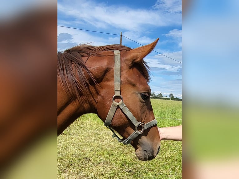 Deutsches Sportpferd Hengst 2 Jahre 160 cm Dunkelfuchs in Olching
