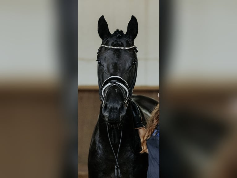 Deutsches Sportpferd Hengst 2 Jahre 163 cm in Sieversdorf-Hohenofen