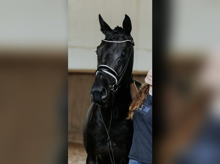 Deutsches Sportpferd Hengst 2 Jahre 163 cm in Sieversdorf-Hohenofen