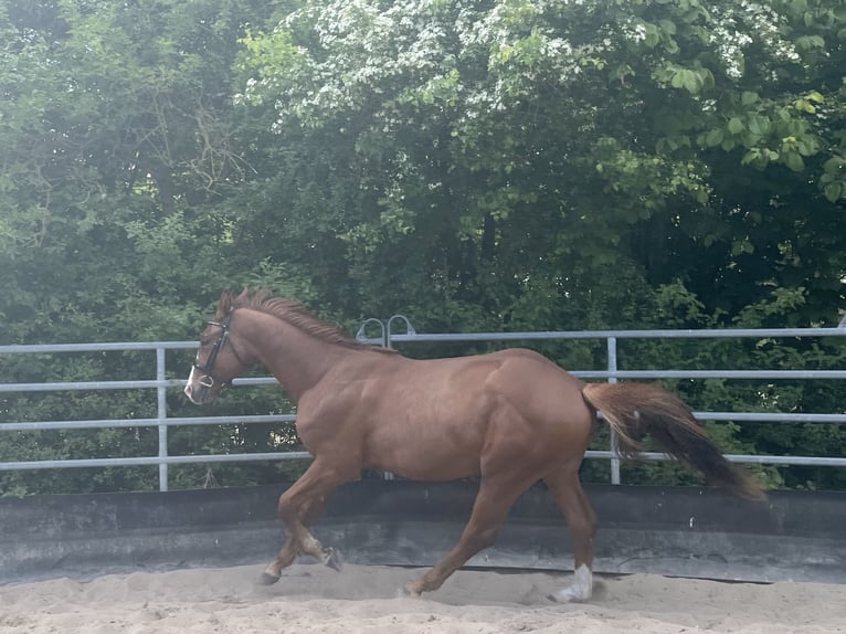 Deutsches Sportpferd Hengst 2 Jahre 164 cm Dunkelfuchs in Kleinneudorf