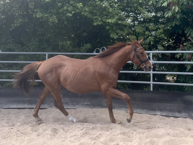 Deutsches Sportpferd Hengst 2 Jahre 164 cm Dunkelfuchs in Kleinneudorf