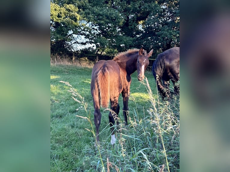 Deutsches Sportpferd Hengst 2 Jahre 164 cm Dunkelfuchs in Kleinneudorf