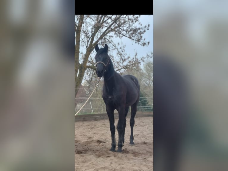 Deutsches Sportpferd Hengst 2 Jahre 164 cm Rappe in Bernburg
