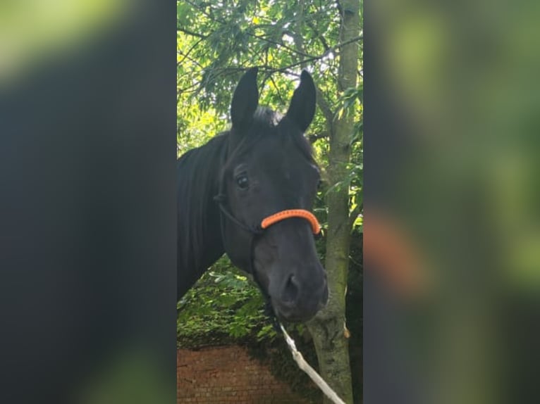 Deutsches Sportpferd Hengst 2 Jahre 164 cm Rappe in Bernburg
