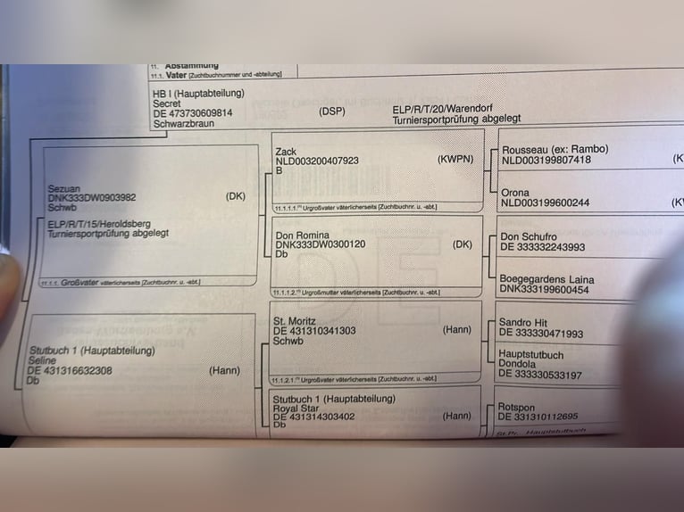 Deutsches Sportpferd Hengst 2 Jahre 164 cm Schwarzbrauner in L&#xF6;rrach