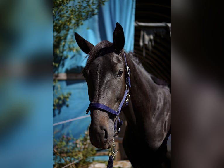 Deutsches Sportpferd Hengst 2 Jahre 164 cm Schwarzbrauner in L&#xF6;rrach