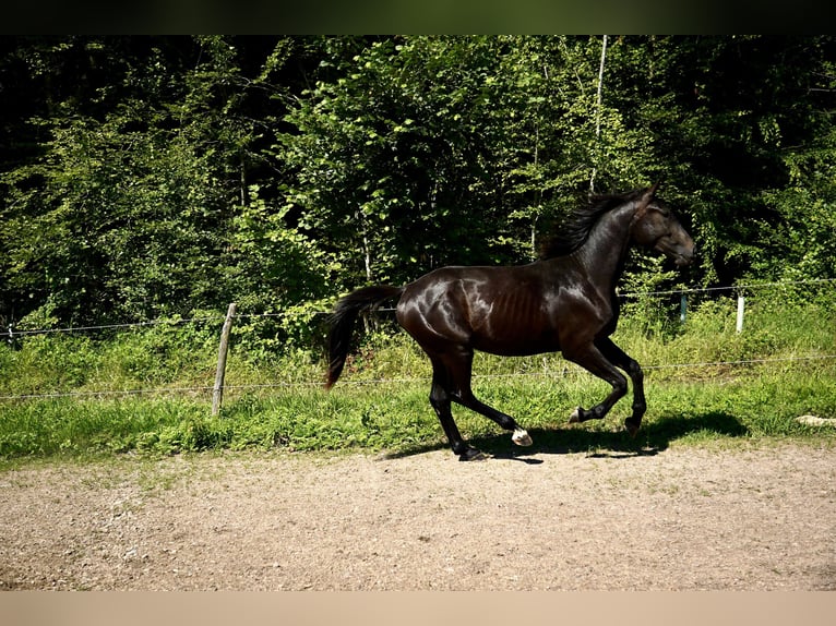 Deutsches Sportpferd Hengst 2 Jahre 164 cm Schwarzbrauner in L&#xF6;rrach
