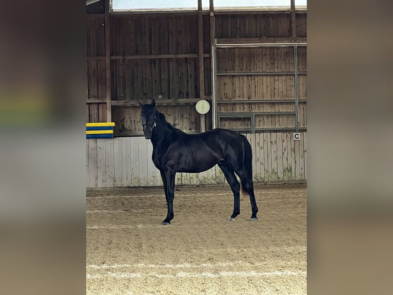 Deutsches Sportpferd Hengst 2 Jahre 164 cm Schwarzbrauner in L&#xF6;rrach
