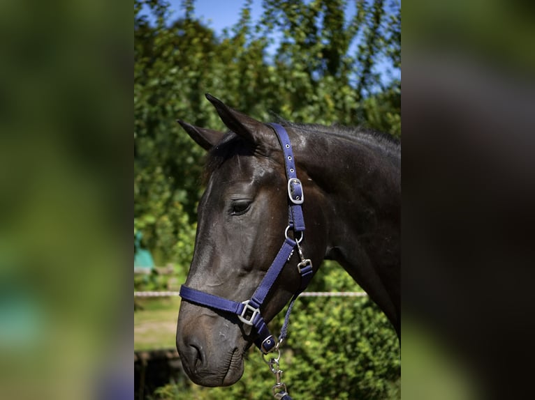 Deutsches Sportpferd Hengst 2 Jahre 164 cm Schwarzbrauner in L&#xF6;rrach