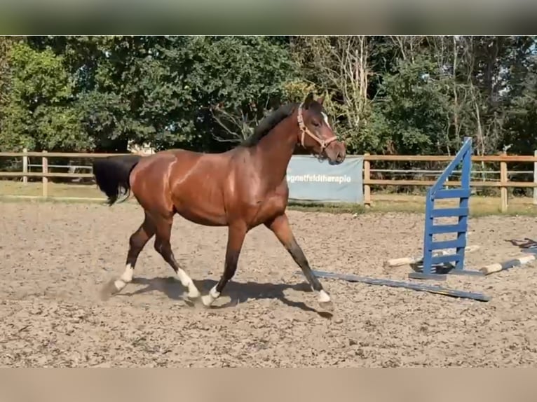 Deutsches Sportpferd Hengst 2 Jahre 165 cm Brauner in Kalbe (Milde)