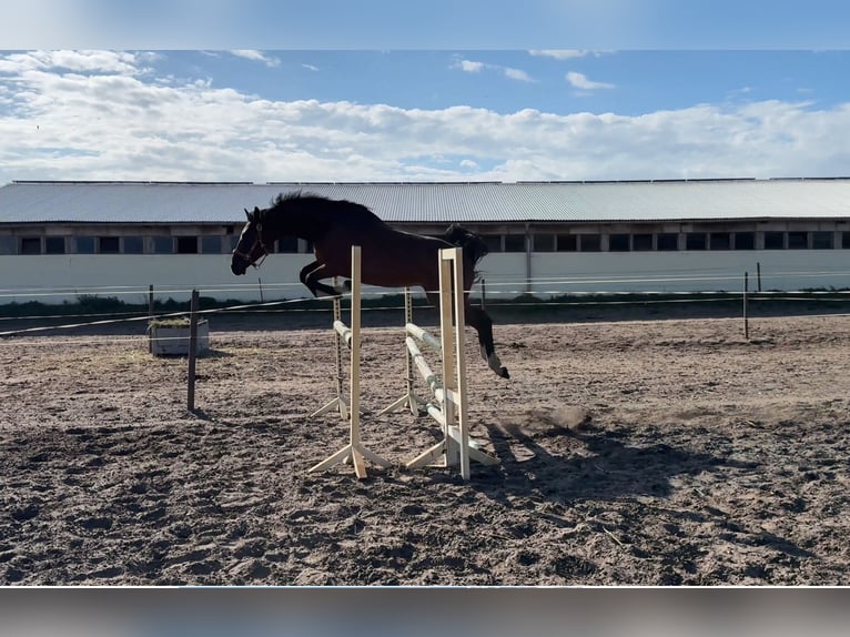 Deutsches Sportpferd Hengst 2 Jahre 165 cm Brauner in Kalbe (Milde)