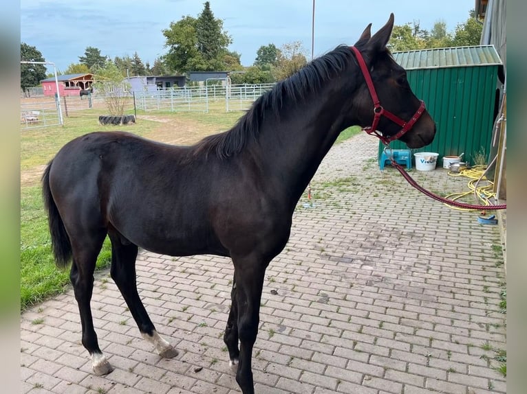 Deutsches Sportpferd Hengst 2 Jahre 165 cm Schwarzbrauner in Arneburg