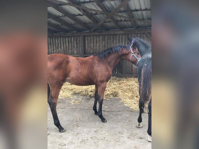Deutsches Sportpferd Hengst 2 Jahre 166 cm Brauner in Königsmoos