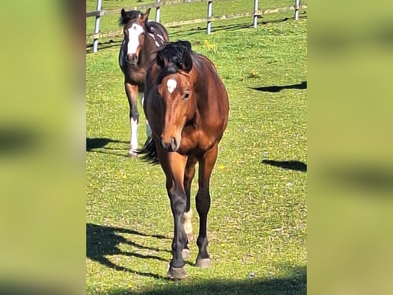 Deutsches Sportpferd Hengst 2 Jahre 166 cm Brauner in Königsmoos