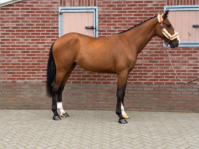 Deutsches Sportpferd Hengst 2 Jahre 167 cm Brauner in Weert
