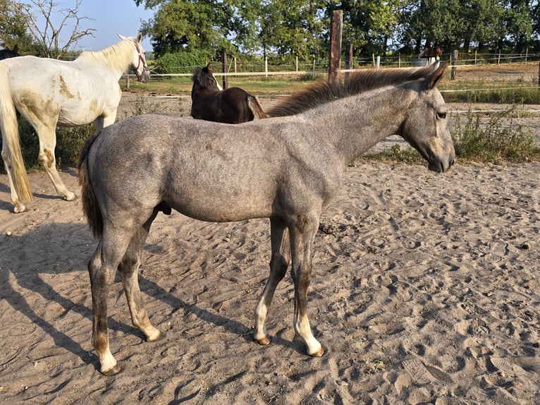 Deutsches Sportpferd Hengst 2 Jahre 168 cm Apfelschimmel in Sperenberg