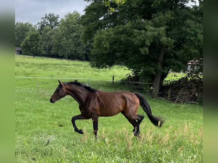 Deutsches Sportpferd Hengst 2 Jahre 168 cm Brauner in L&#xF6;wenberger LandNassenheide