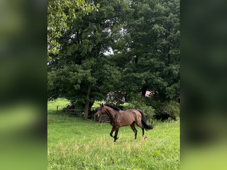 Deutsches Sportpferd Hengst 2 Jahre 168 cm Brauner in L&#xF6;wenberger LandNassenheide