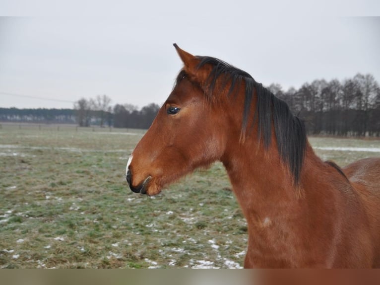 Deutsches Sportpferd Hengst 2 Jahre 168 cm Brauner in Burgstall