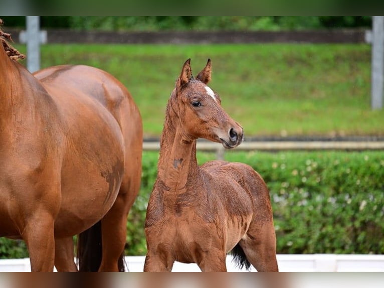 Deutsches Sportpferd Hengst 2 Jahre 168 cm Brauner in Burgstall