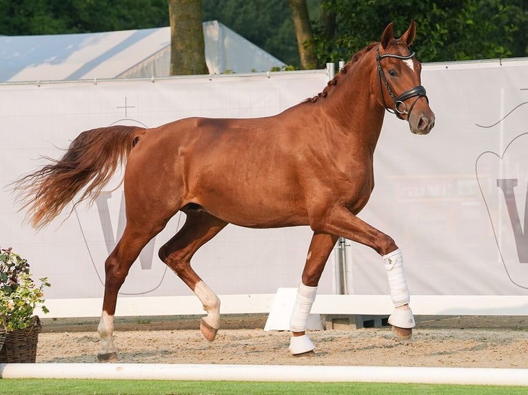 Deutsches Sportpferd Hengst 2 Jahre 168 cm Dunkelfuchs in Münster-Handorf