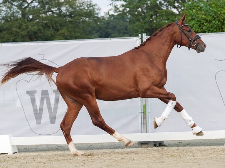 Deutsches Sportpferd Hengst 2 Jahre 168 cm Dunkelfuchs in Münster-Handorf