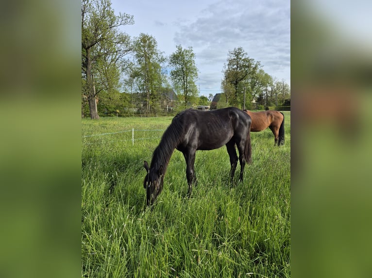 Deutsches Sportpferd Hengst 2 Jahre 168 cm Rappe in Hainichen