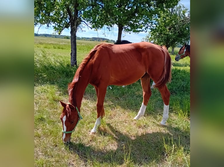 Deutsches Sportpferd Hengst 2 Jahre 170 cm Fuchs in Milower Land