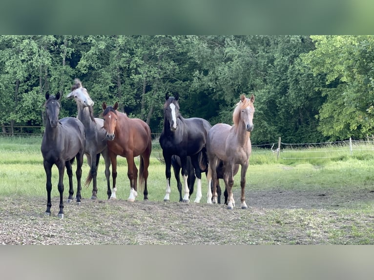 Deutsches Sportpferd Hengst 2 Jahre 170 cm Rappe in Tiefenbach